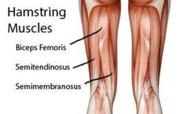 Hamstrings